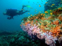 reefscene02.jpg
