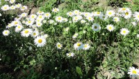 DSC05922.jpg