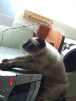 DSCF7087.jpg