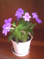 IMG_20130304_120717.jpg