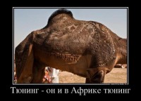 верблюд.jpg