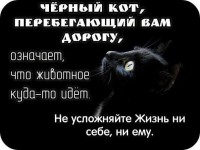 черный кот.jpg