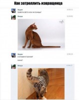 киска.jpg