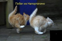 ПОБЕГ.jpg