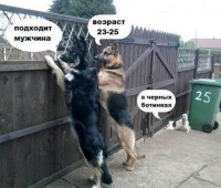 собачки.jpg