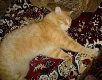DSC00708 (1)_thumb.jpg